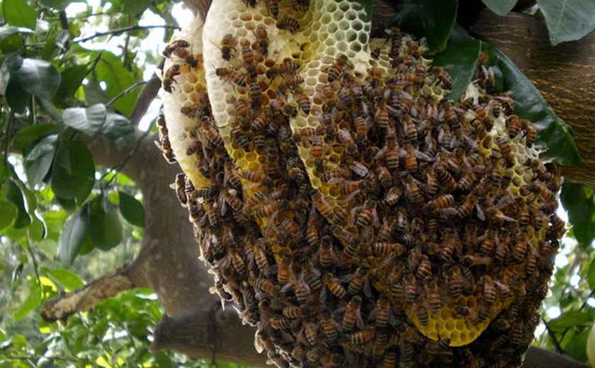 Ataque de abelhas deixa avó, filha e neta feridas em povoado de Arapiraca