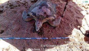 Tartaruga marinha encalha ferida e morre em Japaratinga