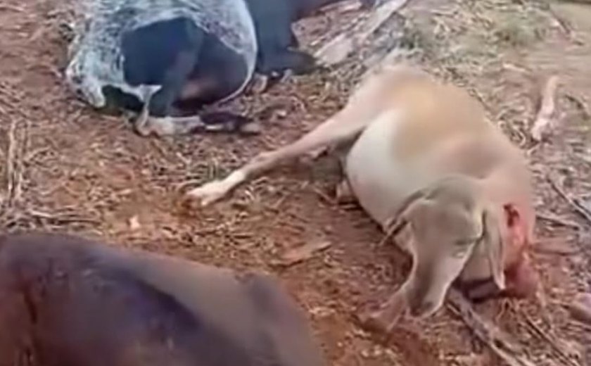 Ovelhas são mortas por suposta criatura misteriosa em Igaci