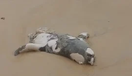 Elefante-marinho encontrado morto estava com corpo partido ao meio