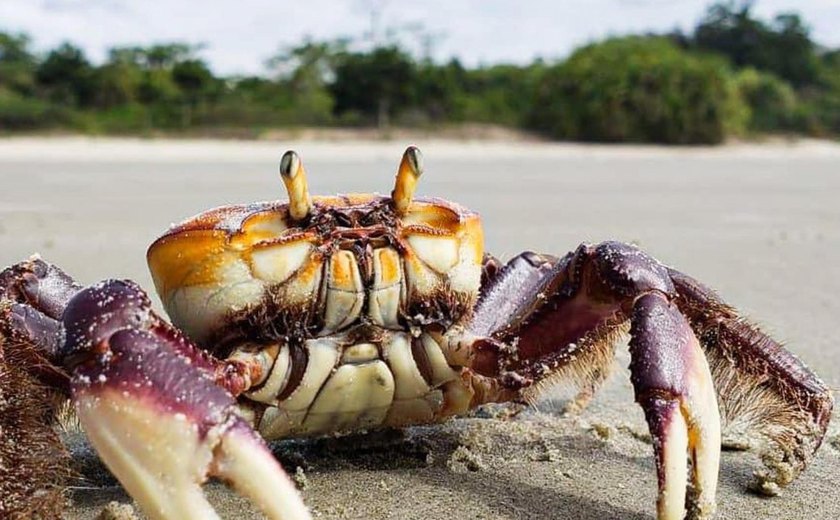 IMA alerta sobre o período de defeso do caranguejo-uçá