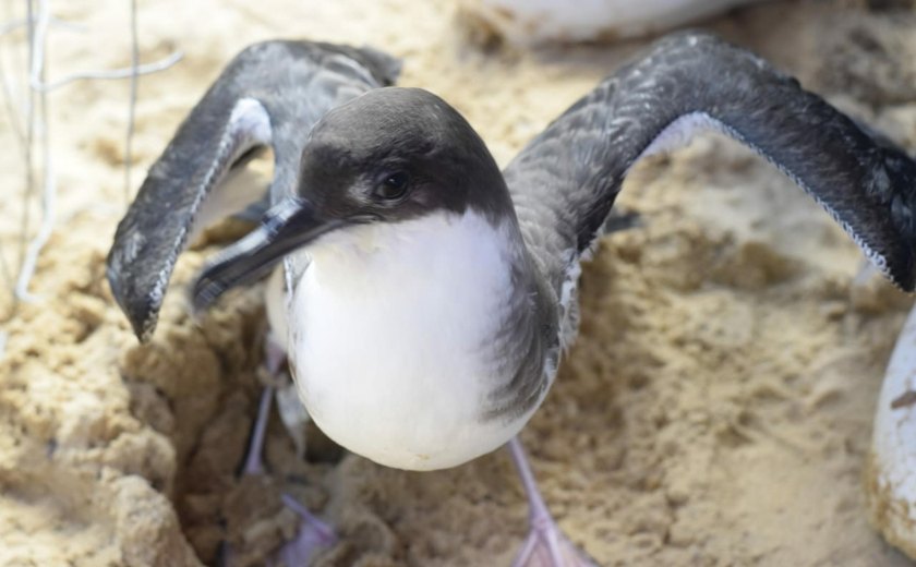 IMA alerta população para evitar contato com aves marinhas durante período migratório