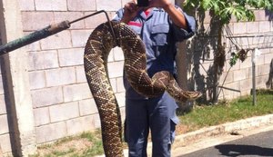 Cascavéis invadem loteamento de alto padrão em Campinas