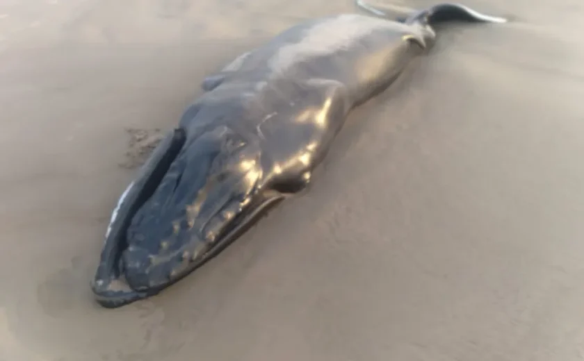 Filhote de baleia jubarte é encontrado encalhado na Praia do Pontal do Peba