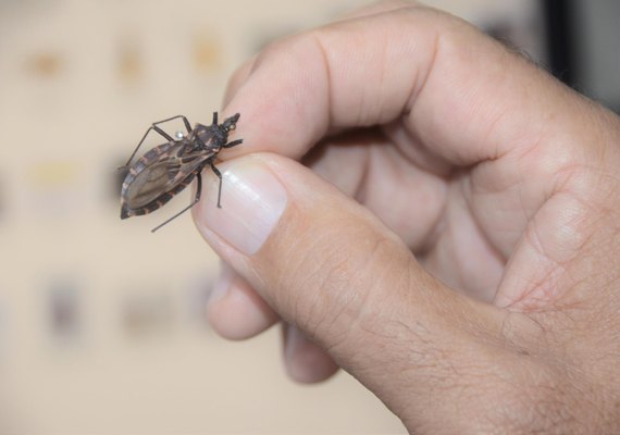 Sesau orienta como se prevenir, diagnosticar e tratar a doença de Chagas