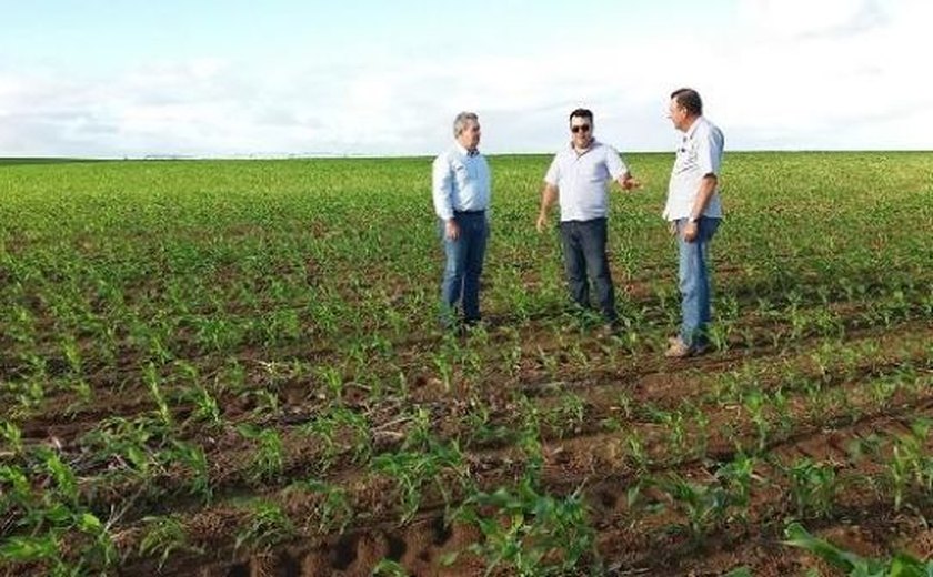 Produtor de Sergipe investe na plantação de milho em Alagoas