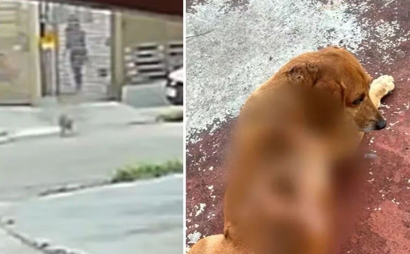 Mulher joga óleo quente em cão comunitário