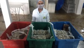 Ibratin Tintas e Texturas lança texturas Massunim e Sururu em parceria com projeto social