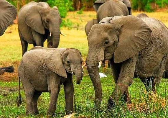 Mundo perdeu 60% dos animais selvagens em 40 anos