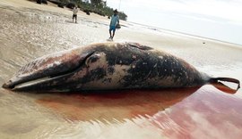 Baleia da espécie minke é encontrada morta em praia de Porto de Pedras