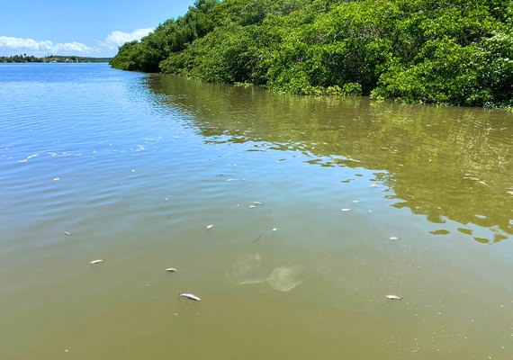 MPF oficia IMA e ICMBio sobre mortandade de peixes na Barra de Santo Antônio