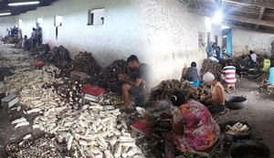 Auditores do Trabalho resgatam 87 trabalhadores no Agreste alagoano