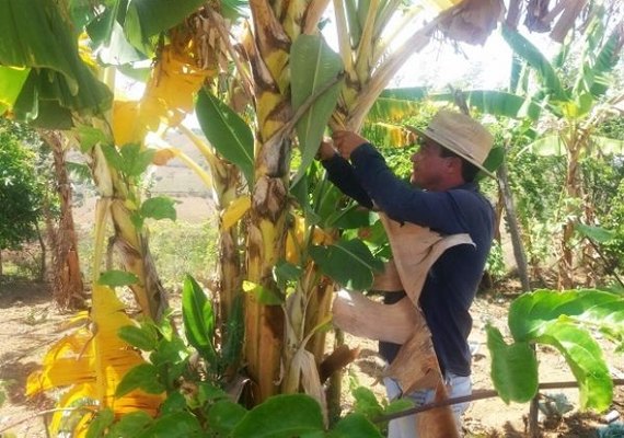 Agricultores de Murici aprendem técnicas eficazes para cultivo da banana prata