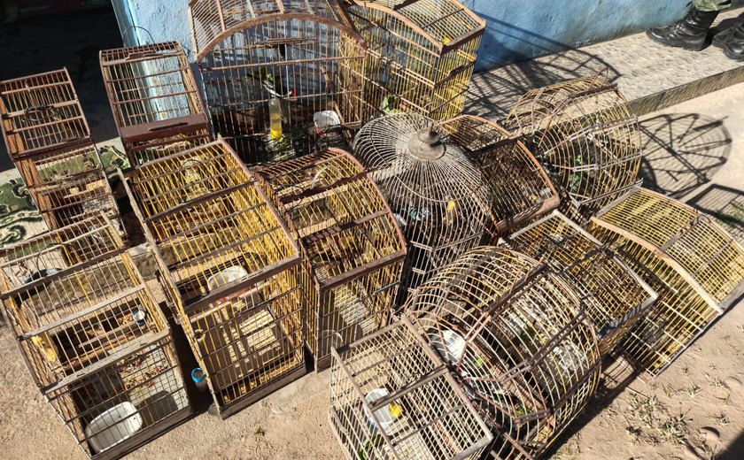 Operações apreendem armas de fogo e cerca de 600 animais silvestres