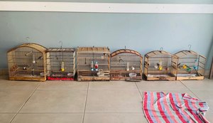 PM flagra crime ambiental durante ação no território indígena Wassu Cocal