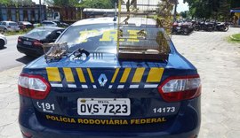 PRF prende na BR-316 homem transportando arma e pássaros silvestres ilegalmente