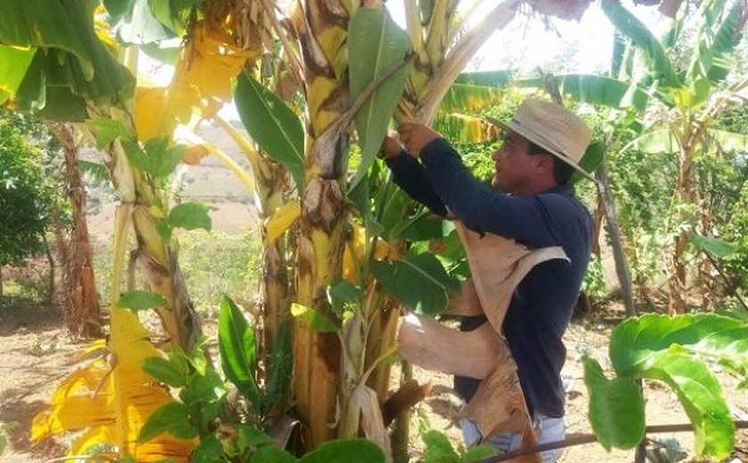 Agricultores de Murici aprendem técnicas eficazes para cultivo da banana prata