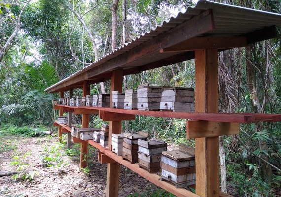 Japaratinga vai ganhar projeto Meliponário Comunitário