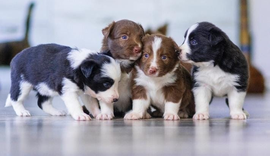 Cães filhotes são alvos fáceis para pulgas, carrapatos e vermes. Prevenção é a melhor estratégia