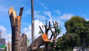 Poda e supressão de árvores sem autorização é crime ambiental