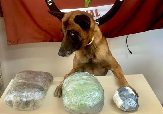 PM apreende drogas e arma de fogo em ações em Jaramataia e Colônia Leopoldina