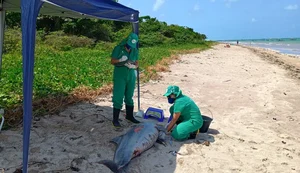 Boto-cinza é encontrado morto em São Miguel dos Milagres