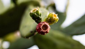 Senac lança Observatório Gastronômico online para fortalecer a Gastronomia Regional