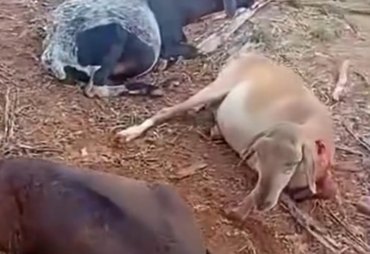 Ovelhas são mortas por suposta criatura misteriosa em Igaci