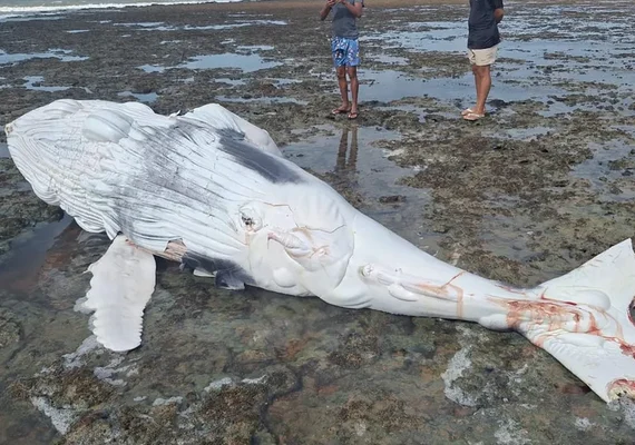 Mais um filhote de baleia é encontrado morto em Piaçabuçu