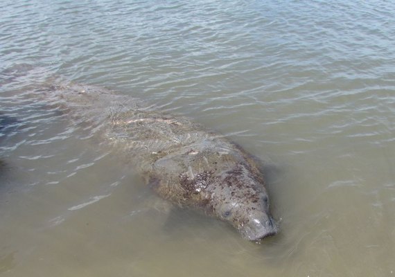 Projeto Peixe Boi Marinho completa 26 anos em Alagoas
