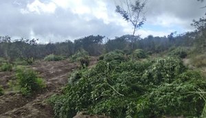 Descoberto plantio irrigado com 22 mil pés de maconha no Sertão de Alagoas