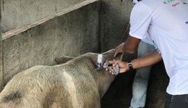 Alagoas inicia campanha de vacinação contra Peste Suína Clássica