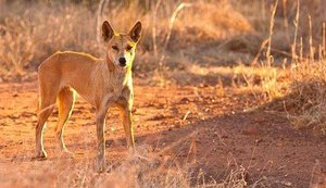 Pai salva bebê arrastado por cão selvagem enquanto dormia em van