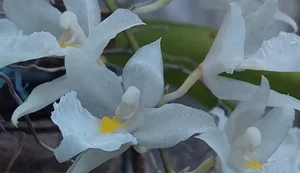 Suspeito de traficar plantas de área protegida émultado em R$ 72 mil