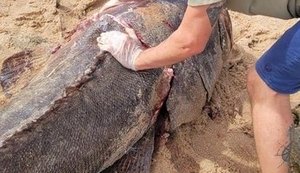 Ufal Penedo recebe parte de peixe Mero em tamanho raro para pesquisas