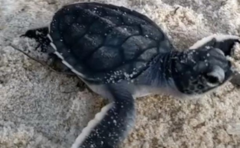 Biota registra nascimento de 80 filhotes de﻿ tartarugas-verde  em Jequiá da Praia