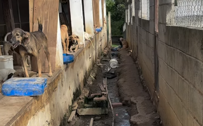 Abrigo pede ajuda para evitar impacto das chuvas em espaço que acolhe cães