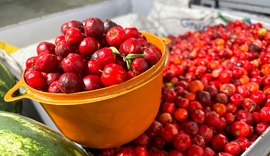 Feira da Agricultura Familiar em Maragogi vai reunir produtores do litoral ao sertão alagoano