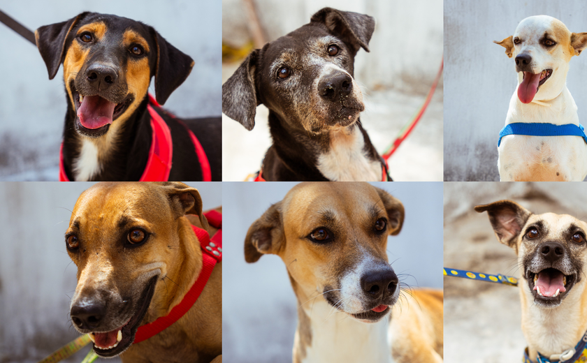 Brisanet e Netflix promovem evento de adoção de cães em parceria com o Grupo Pata Amada