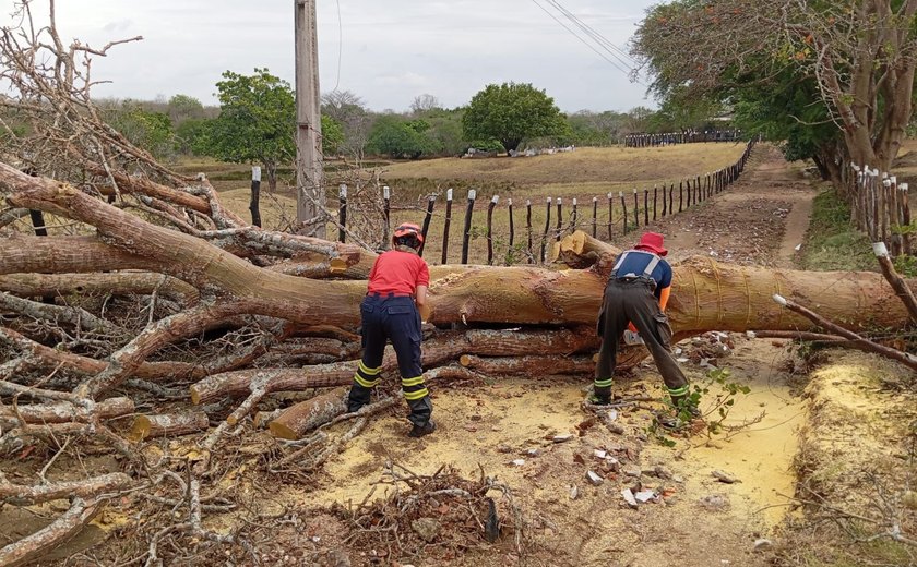 Fortes chuvas no Agreste causam queda de árvore em Palmeira dos Índios