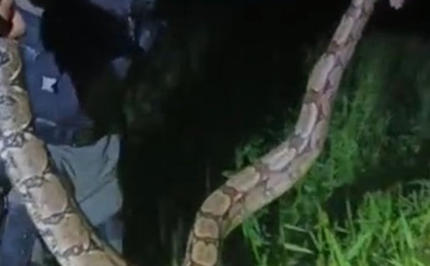 Jiboia é capturada por militares após causar pânico em moradores de Porto Real do Colégio