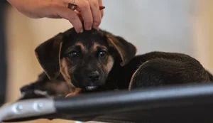 Lei define guarda compartilhada de pets; veja detalhes