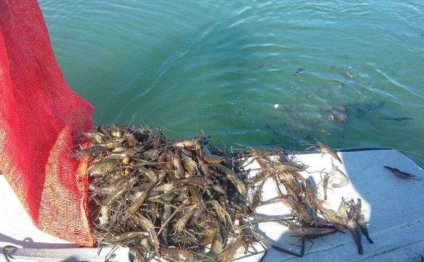 Pesca predatória é combatida e 1.500 espécimes de camarões são resgatados