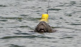 Projeto comemora nascimento de peixe-boi-marinho na Paraíba