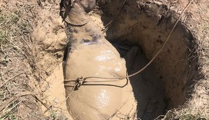 Animal é resgatado de poço de cerca de 6 metros de profundidade
