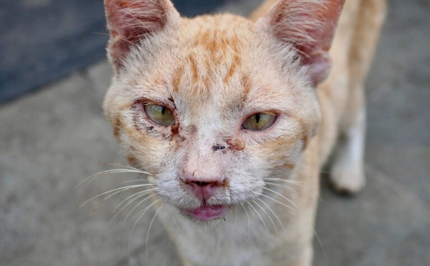SMS registrou em seis meses 226 casos de esporotricose em animais
