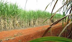 Produção brasileira de cana-de-açúcar tem queda de 1,7% em relação ao ano anterior