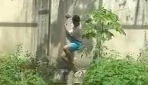 Homem é morto por leoa após entrar em jaula em zoológico de João Pessoa