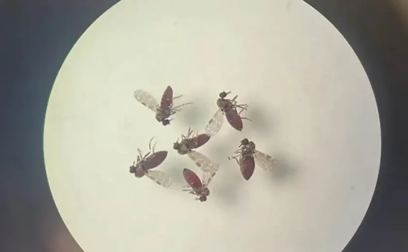 Estudo explica diferença de sintomas entre febre do Oropouche e dengue