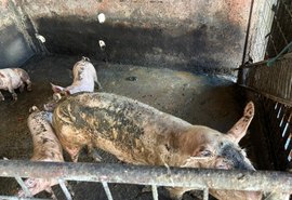 Pocilgas são removidas do entorno do Mercado da Produção